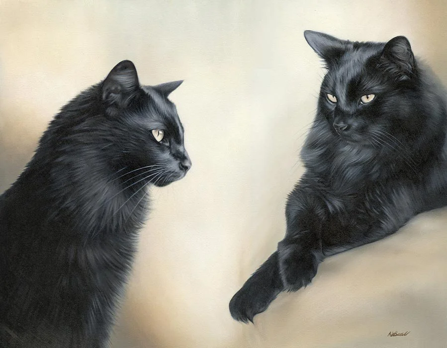 Reference Photo for Two Cat Portrait of Sammy Reference photo of Sammy the black cat, showing his two typical poses