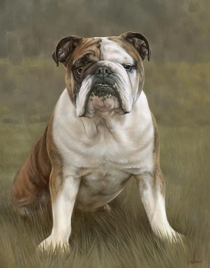 Oil painting of Winston the Bulldog by Nicholas Beall