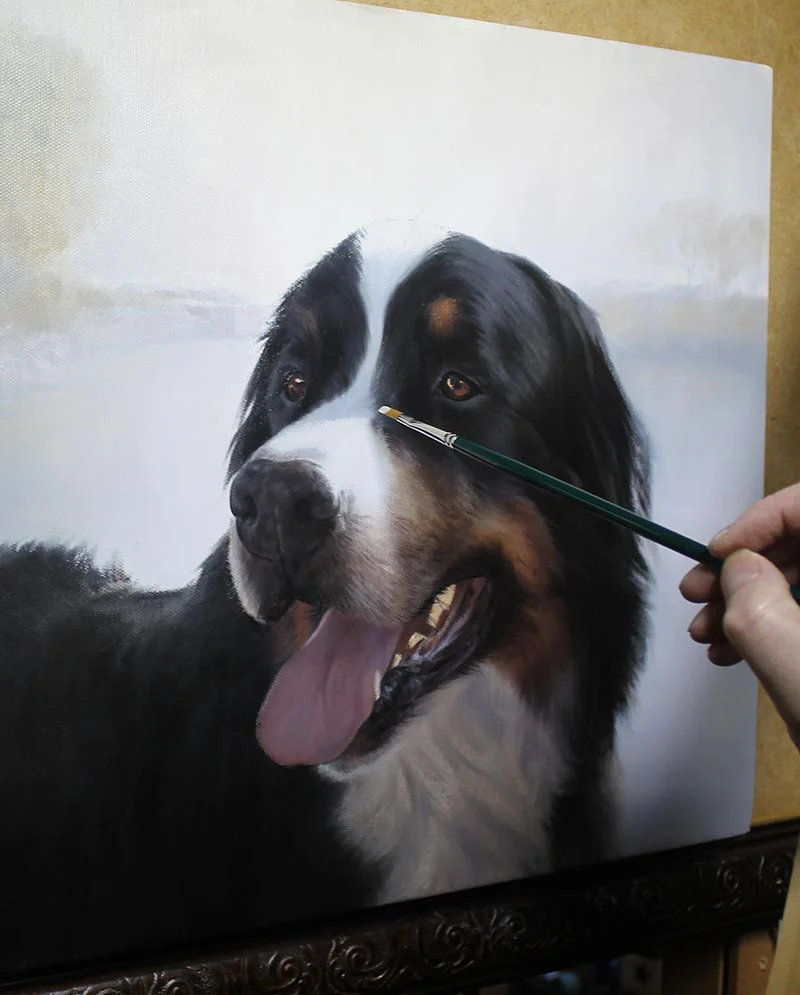 Bernese Dog Portrait – Midway Detail Bernese Dog portrait of Yogi, showcasing a detailed midway view of the painting.