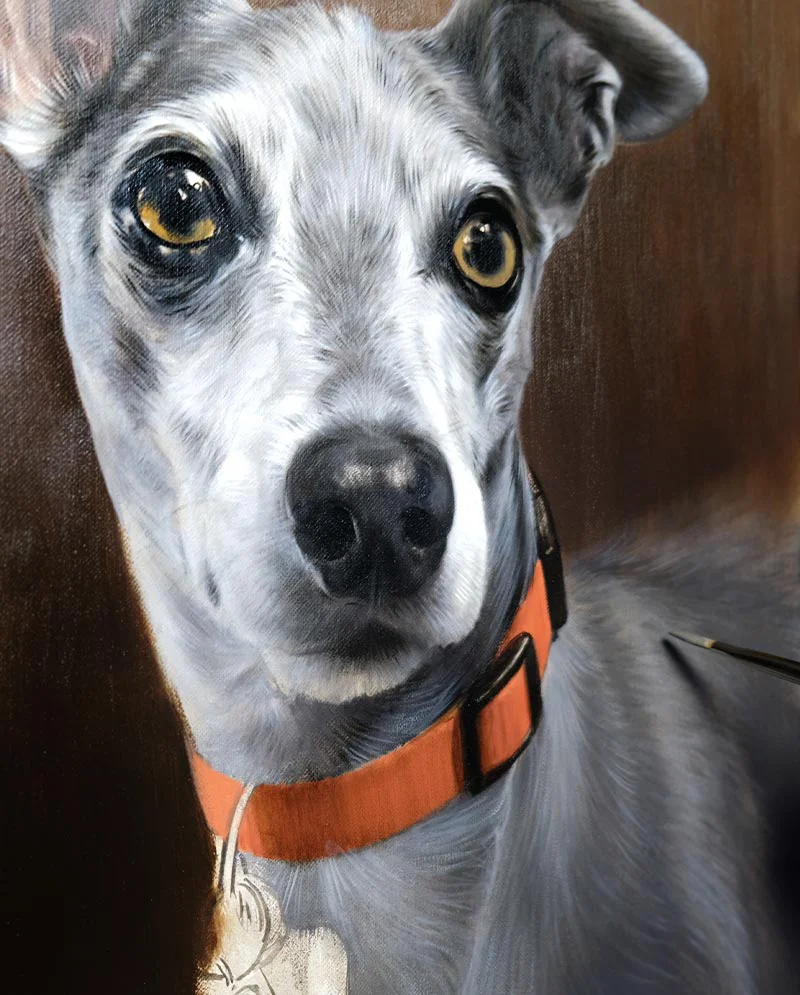 Italian Greyhound Portrait - Midway Progress Italian Greyhound portrait of Spyder showing midway painting progress.