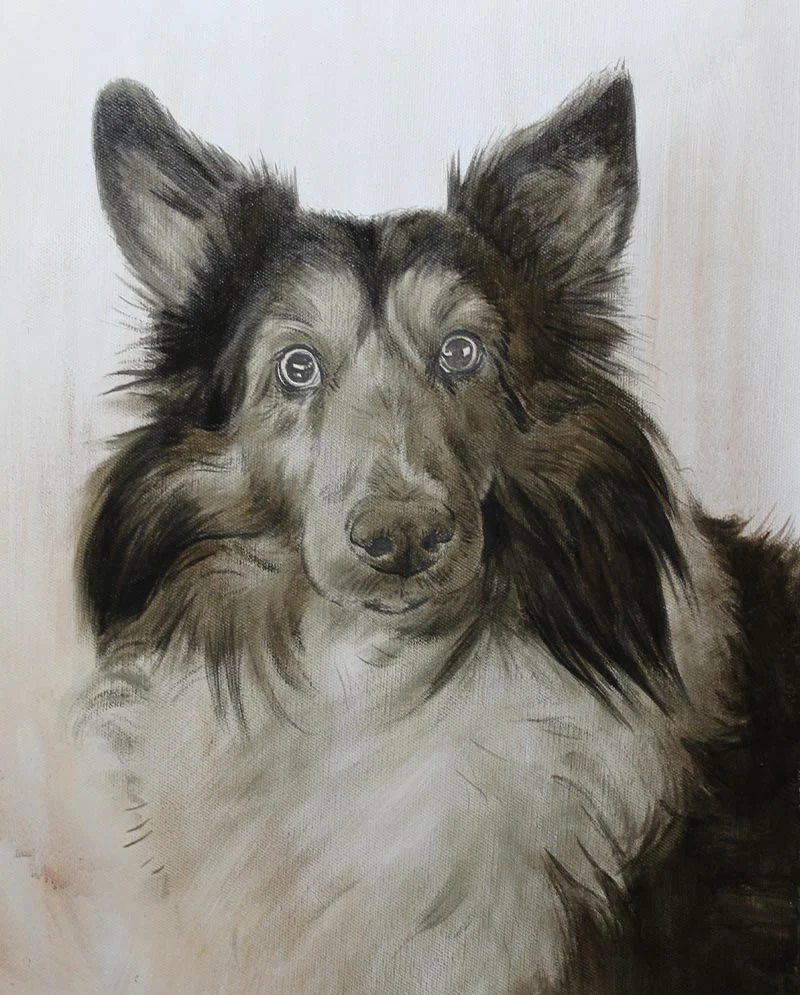 Work in Progress – Sheltie Dog Portrait, refining details Work in progress of the Sheltie dog portrait, developing facial features