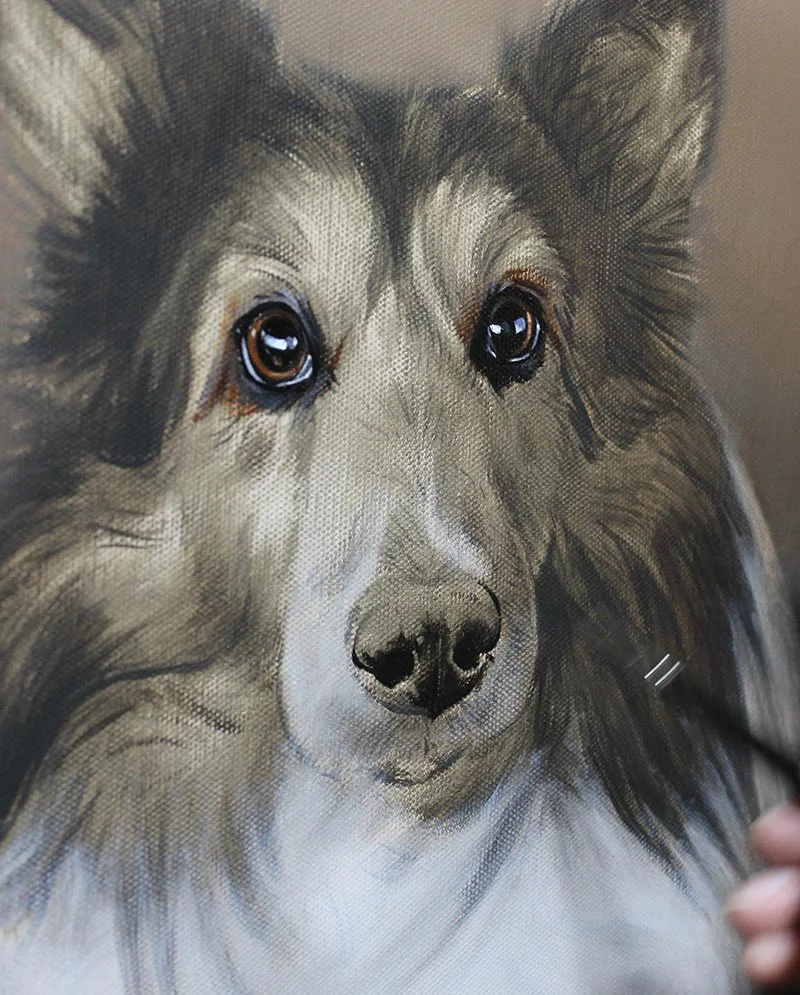 Layering Oils on Sheltie Portrait, creating richness Artist layering oils on the Sheltie portrait to build depth and texture