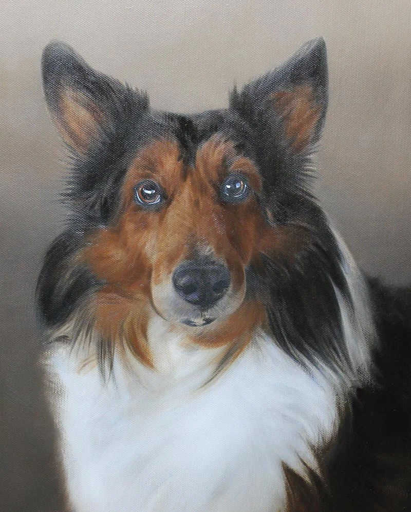 Work in Progress – Sheltie Dog Portrait Painting, almost finished Work in progress of the Sheltie dog portrait painting, nearing completion