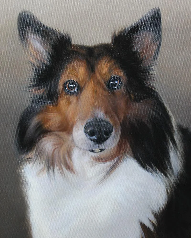 Final Layers on Sheltie Oil Painting, adding depth and polish Applying final layers to the Sheltie oil painting, perfecting highlights and shadows