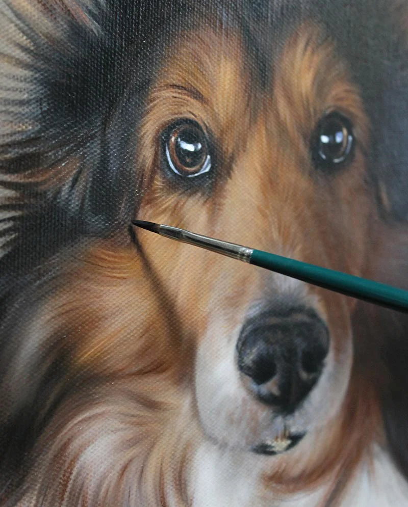Close-Up Progress Shot – Sheltie Dog Portrait, capturing fine features Close-up progress shot of the Sheltie dog portrait, showcasing intricate details