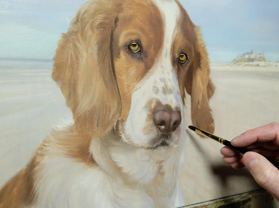 Spaniel Oil Portrait Nearing Completion, refined details Spaniel oil portrait nearing completion, with detailed fur and background
