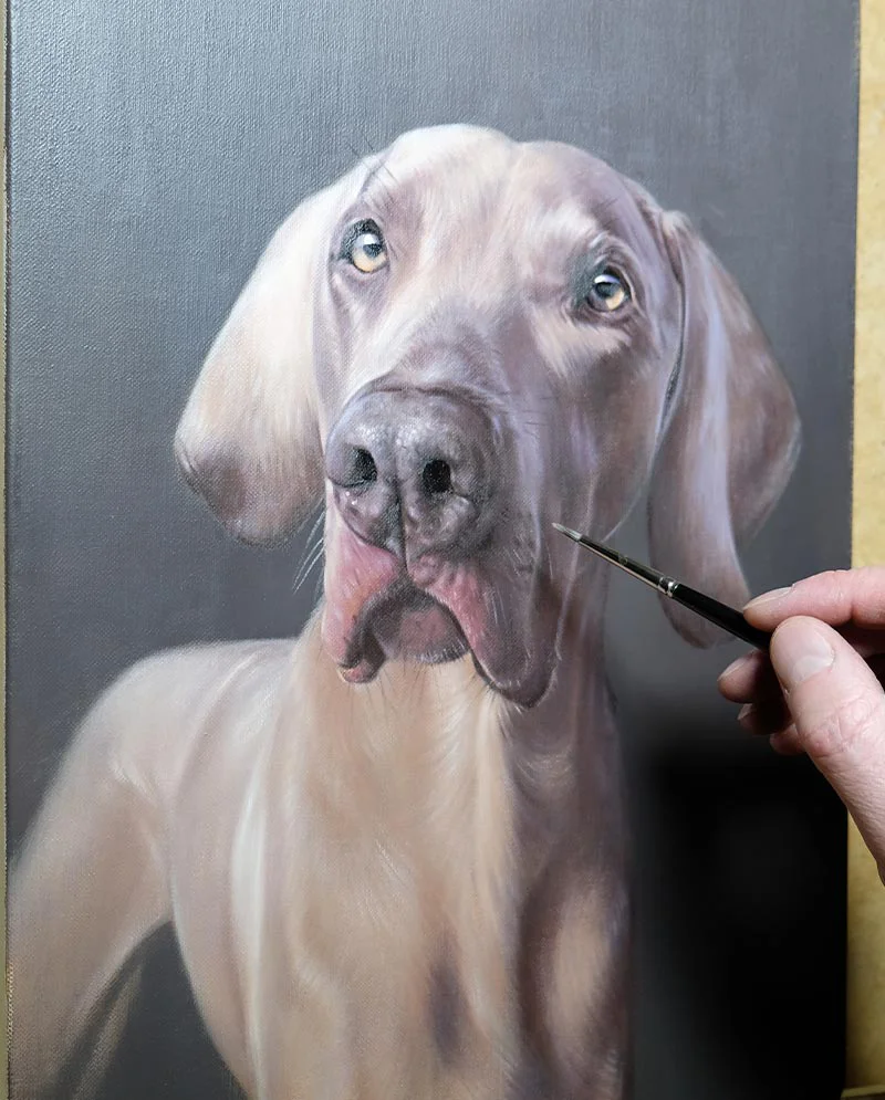 Close-Up Detail - Weimaraner Oil Portrait Close-up detail of the Weimaraner oil portrait, showcasing the realism of the fur and eyes