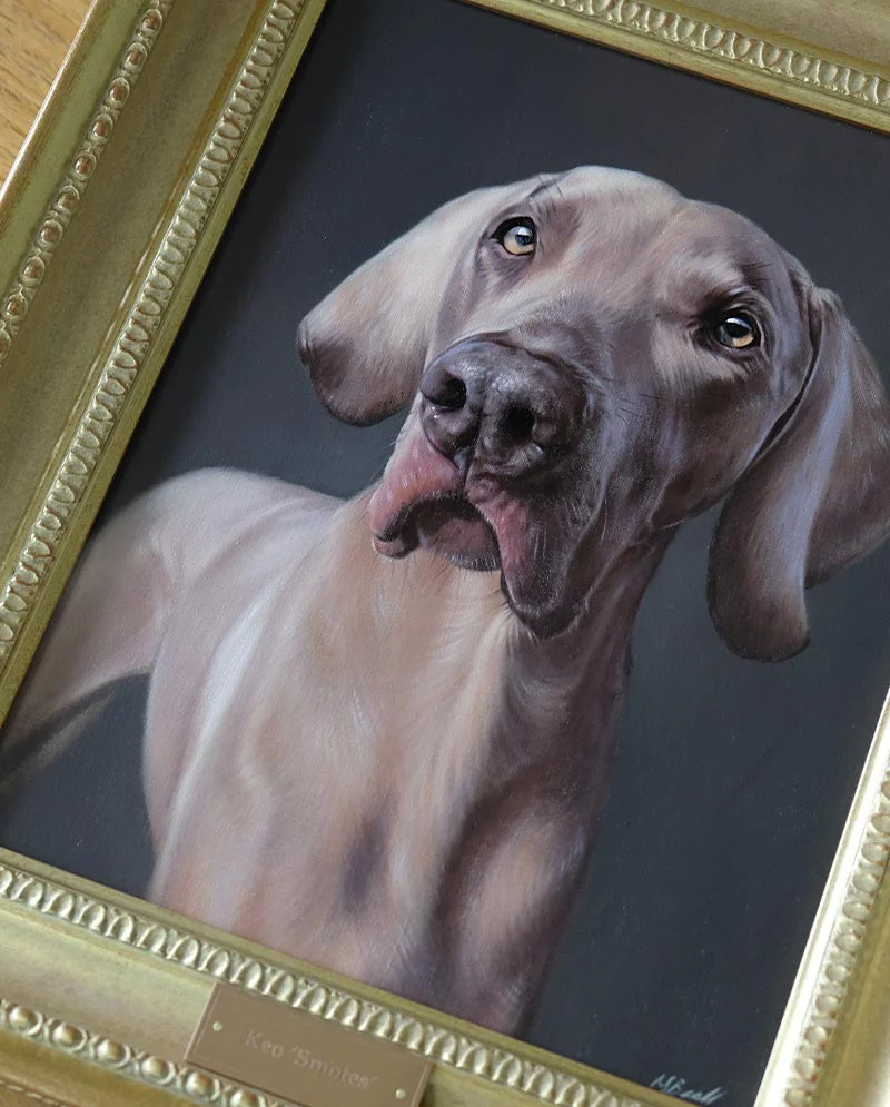 Framed Weimaraner Dog Portrait of Keo The finished Weimaraner dog portrait of Keo, beautifully framed