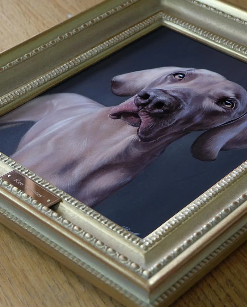 Weimaraner Portrait Framed and Prepared Framed Weimaraner portrait of Keo, ready to be hung in a home
