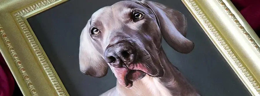 Pet Portraits framed