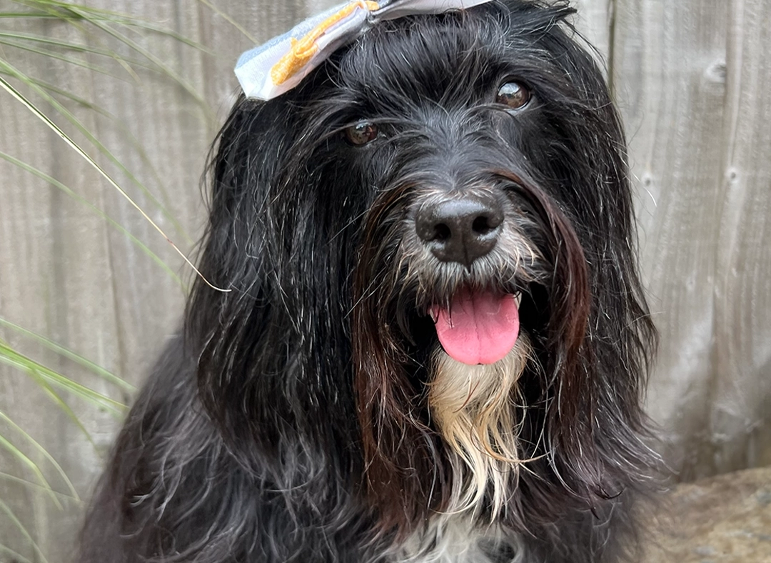 The perfect photo of Lily very happy after grooming