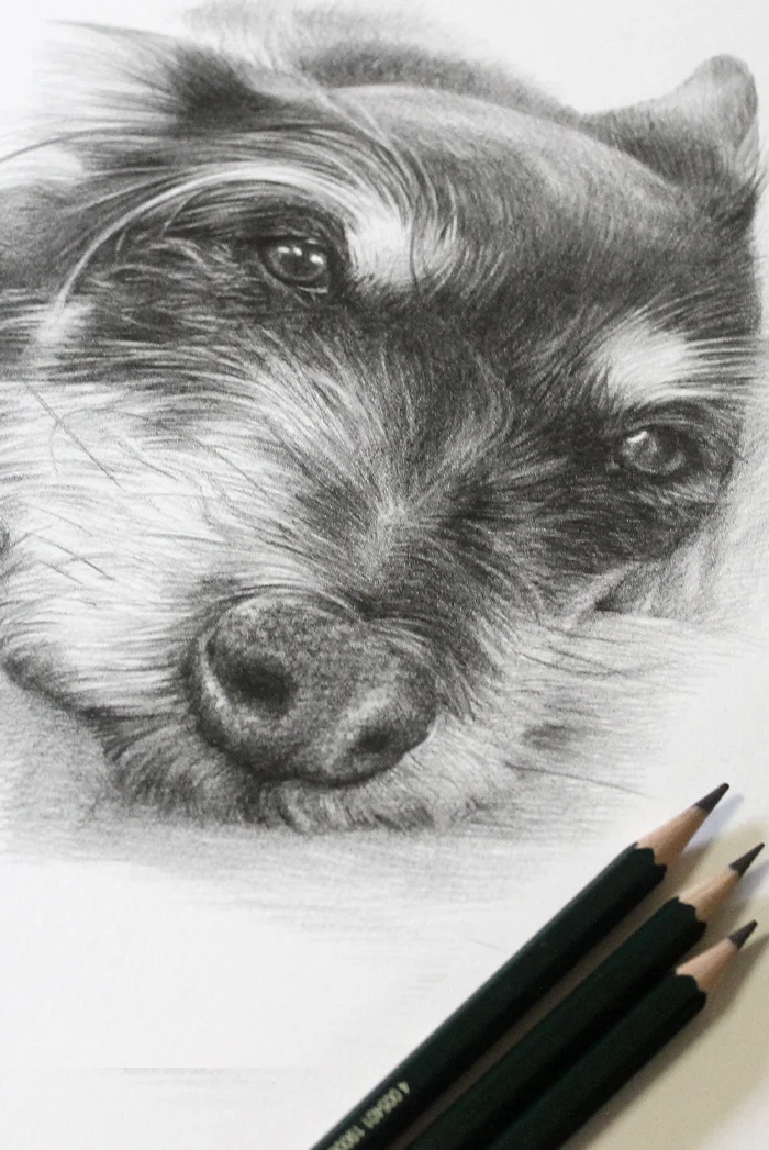 Head Study Pencil Drawing by Melanie Phillips