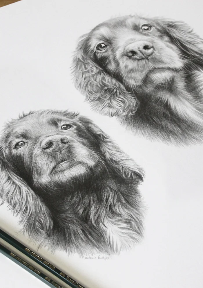 A comprehensive guide to pricing options for pet portrait commissions.