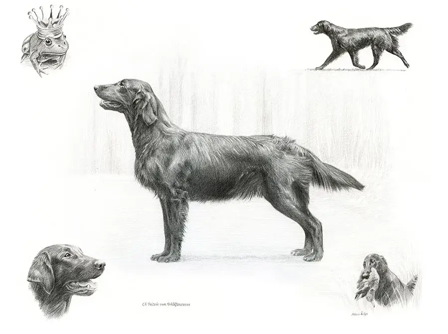 Flat-Coated Retriever Life Story pencil portrait of Frog, showing her different expressions and memories.