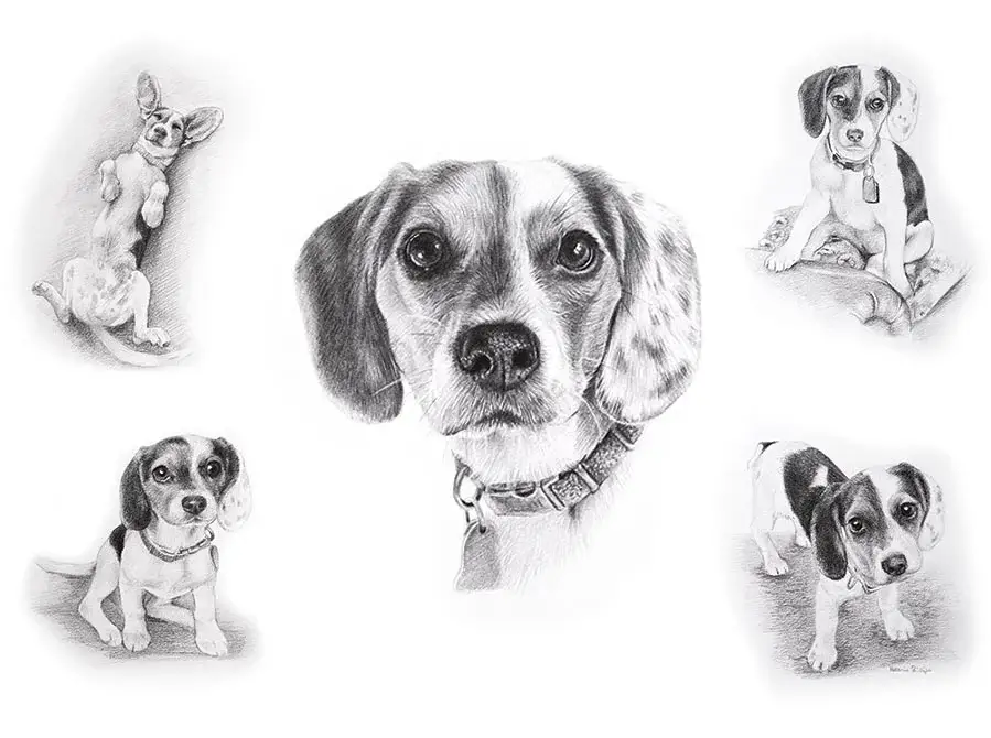Vera's gentle Life Story drawing showing this dear Beagle's endearing expressions