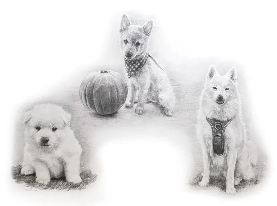Khona's loving Life Story drawing showing this cherished dog in multiple heartwarming poses