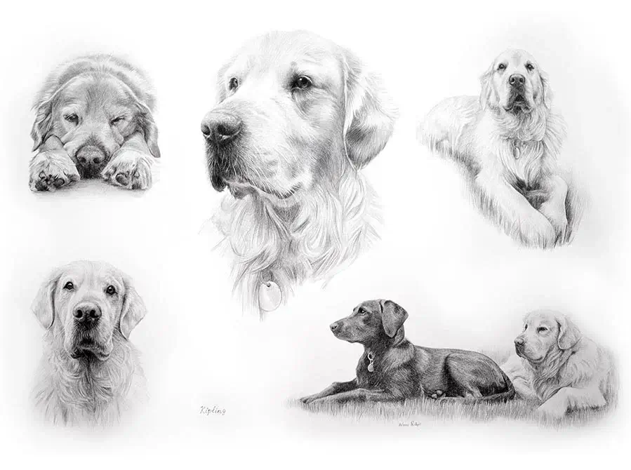 Kipling the Golden Retriever drawn in a Life Story pencil portrait by Melanie Phillips, showing his life in detail.
