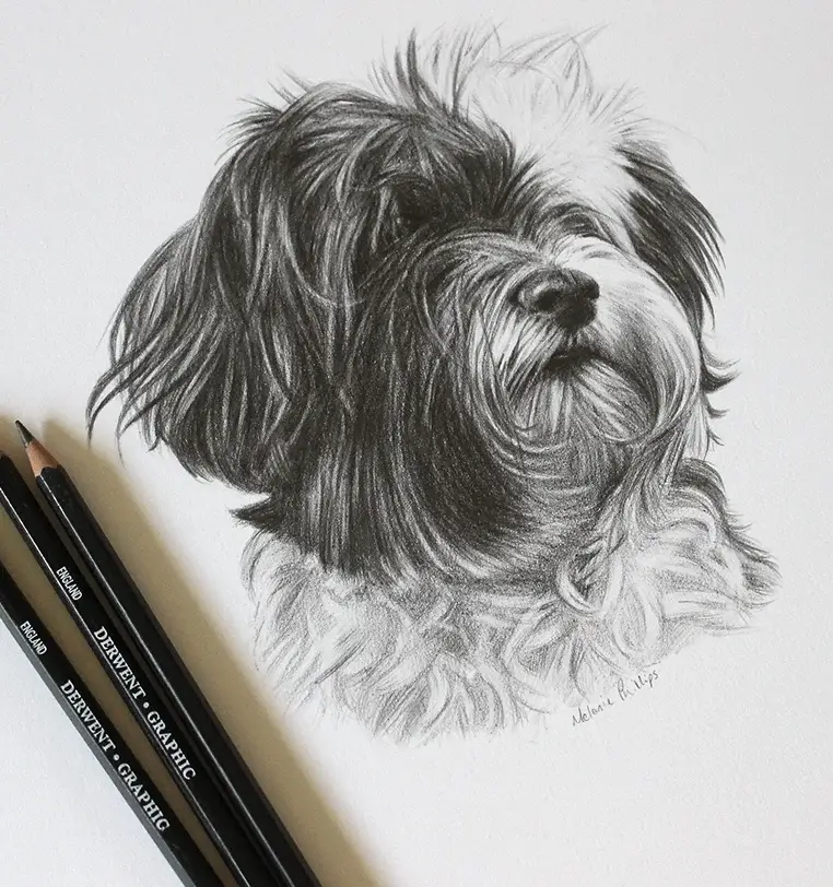 Memorial pet portrait in pencil of beloved dog, hand-drawn tribute by Melanie Phillips