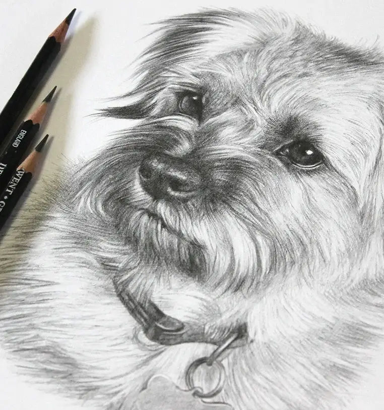 Memorial pet portrait pencil drawing capturing beloved pet's spirit, by Melanie Phillips