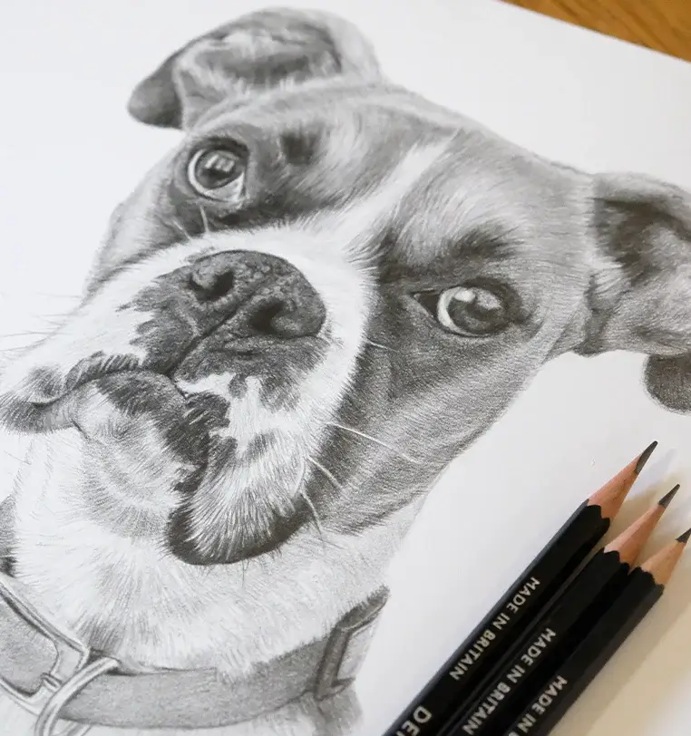 Memorial pet portrait in pencil celebrating life and love, hand-drawn by Melanie Phillips