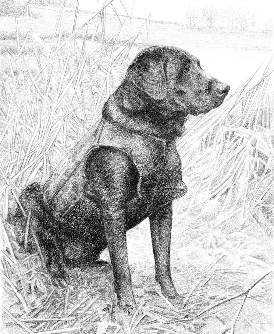 Pencil portrait of Kirby, a Retriever, capturing his loyal expression.