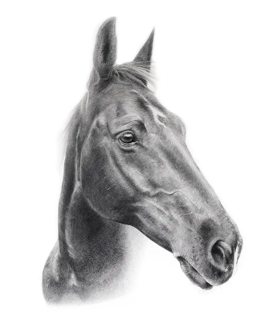 Pencil portrait of Flash, a horse, in a detailed hand-drawn style.