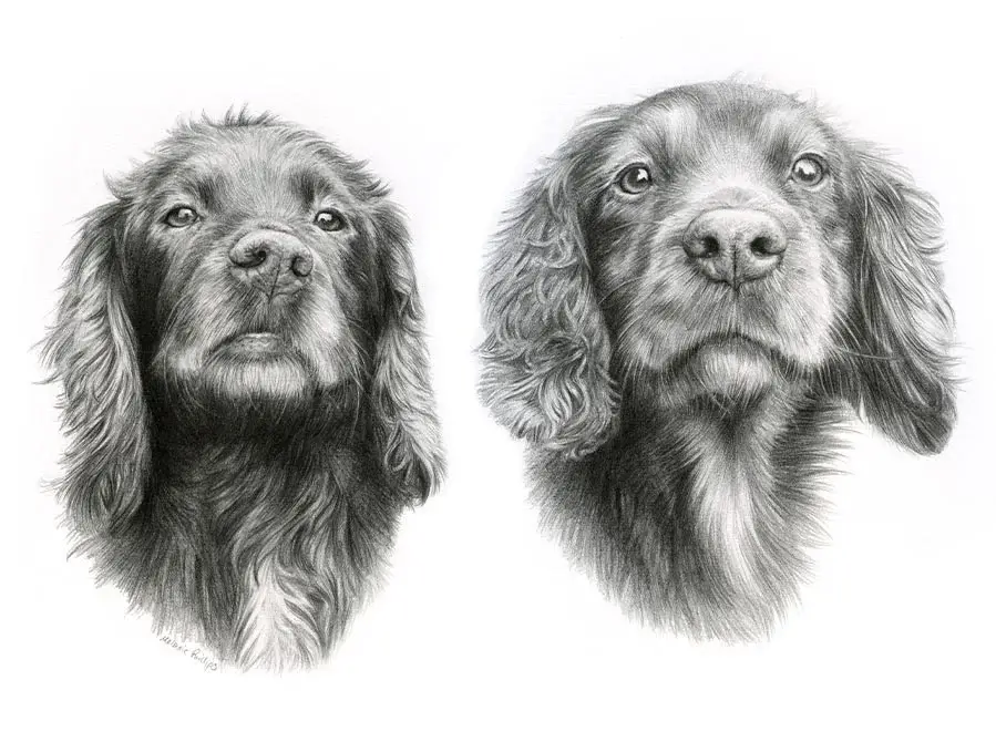 Pencil portrait of Jenny and Fern, two Spaniels, combined in one detailed drawing.