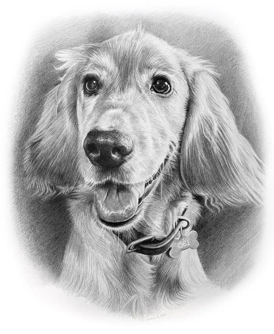Golden Cockerpoo pencil portrait of Obi, hand-drawn in graphite by UK pet artist Melanie Phillips. The portrait captures Obi's friendly expression.