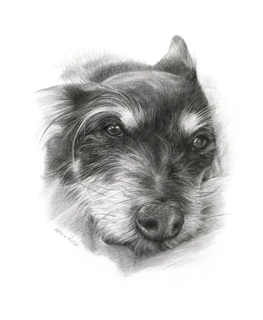 Detailed pencil portrait of Biscuit, a Terrier dog, showcasing fine fur details.