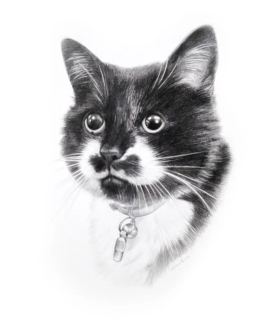 Custom pencil drawing of Meg, a beloved family cat, capturing her gentle expression.