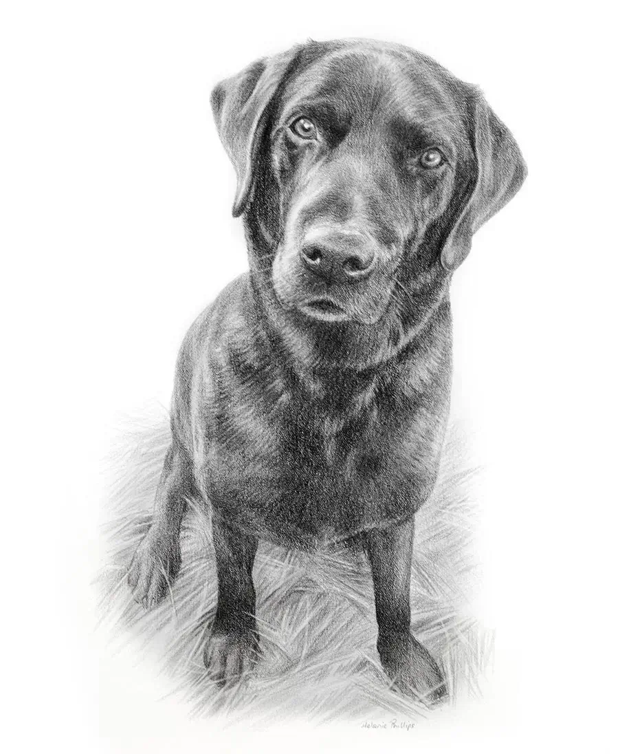 Full-body pencil drawing of Emrik, a Black Labrador, showcasing his full stance.
