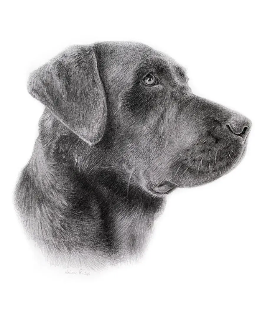 Side profile pencil portrait of Ted, a Black Labrador, hand-drawn by Melanie Phillips.
