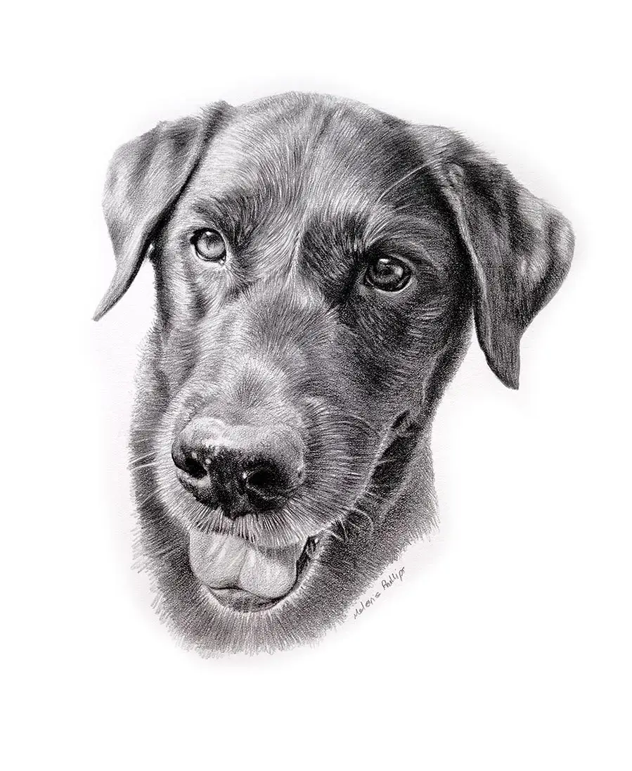 Realistic pencil drawing of Beano, a custom hand-drawn dog portrait, highlighting his characteristic features.