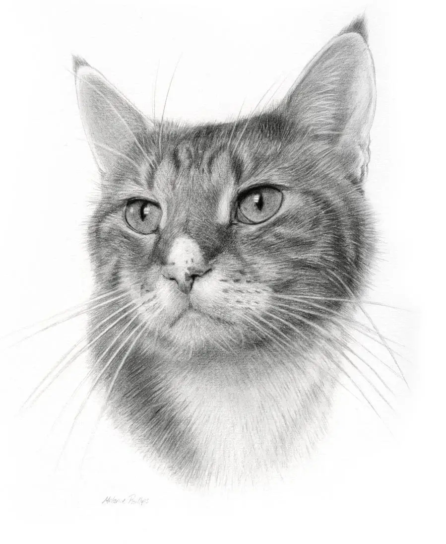 Detailed pencil portrait of Tyson, a cat, highlighting his unique markings.