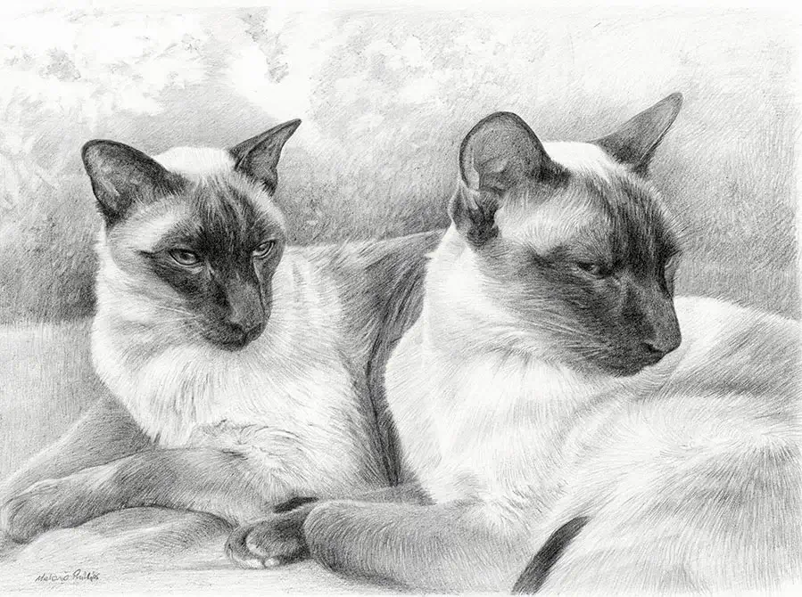 Pencil portrait of Tai and Chi, two Siamese cats, elegantly captured together.