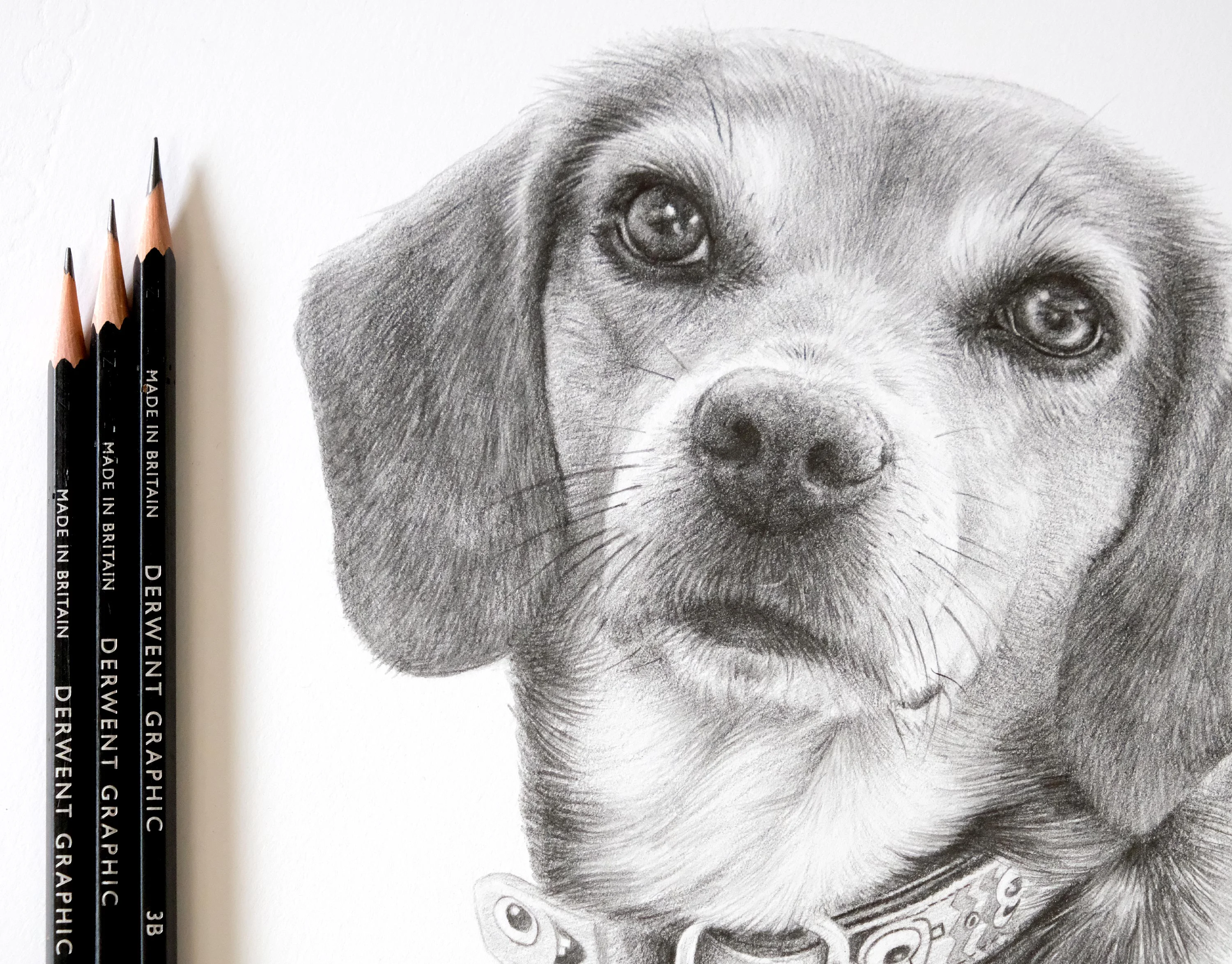 Beagle Dog Pencil Portrait by Melanie Phillips – Classic Pet Drawing in Graphite Graphite pencil portrait of a Beagle dog, Frannie, featuring her patterned collar, with Derwent pencils resting beside the artwork.