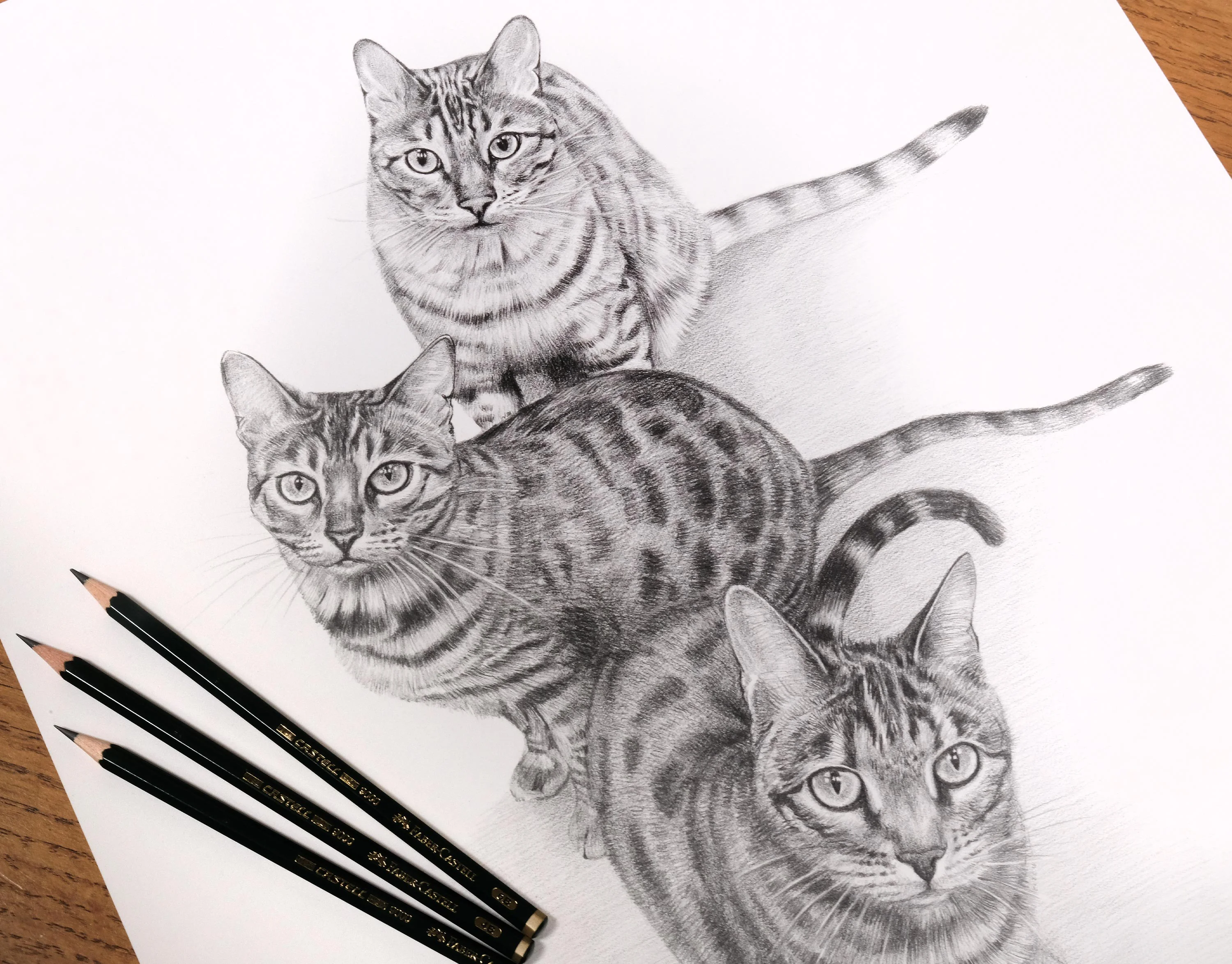 Three Cat Pencil Portrait Montage by Melanie Phillips – Custom Pet Portraits Pencil portrait montage of three cats (Lucy, Lily, and Leo), carefully drawn in graphite with lifelike detail by Melanie Phillips, capturing their individual personalities.
