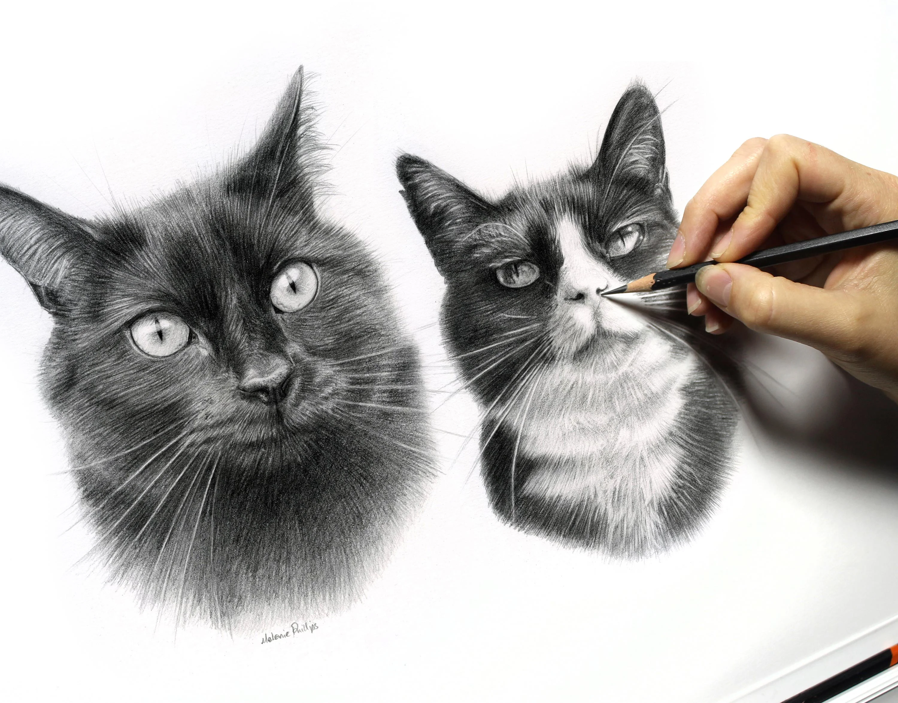 Long-Haired Black Cat Portrait in Pencil by Melanie Phillips – Hand Drawn Pet Art Realistic pencil drawing of a long-haired black cat, Pixie or Boots, with Derwent pencils resting beside the artwork.