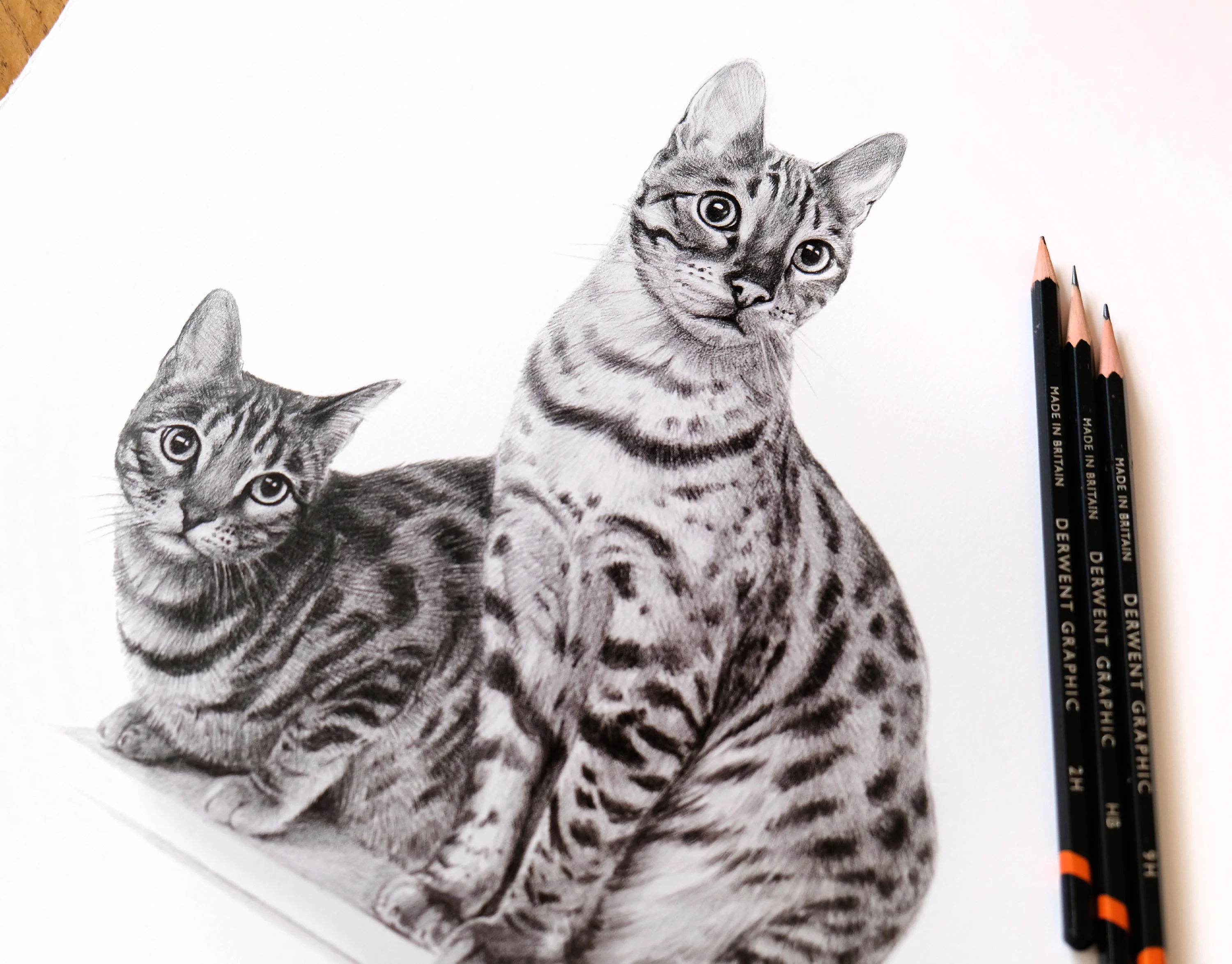 Three Cat Pencil Portrait by Melanie Phillips – Hand Drawn in Graphite Lifelike pencil portrait of three cats, Lucy, Lily, and Leo, drawn by artist Melanie Phillips, showcasing realistic fur texture and expressive eyes.