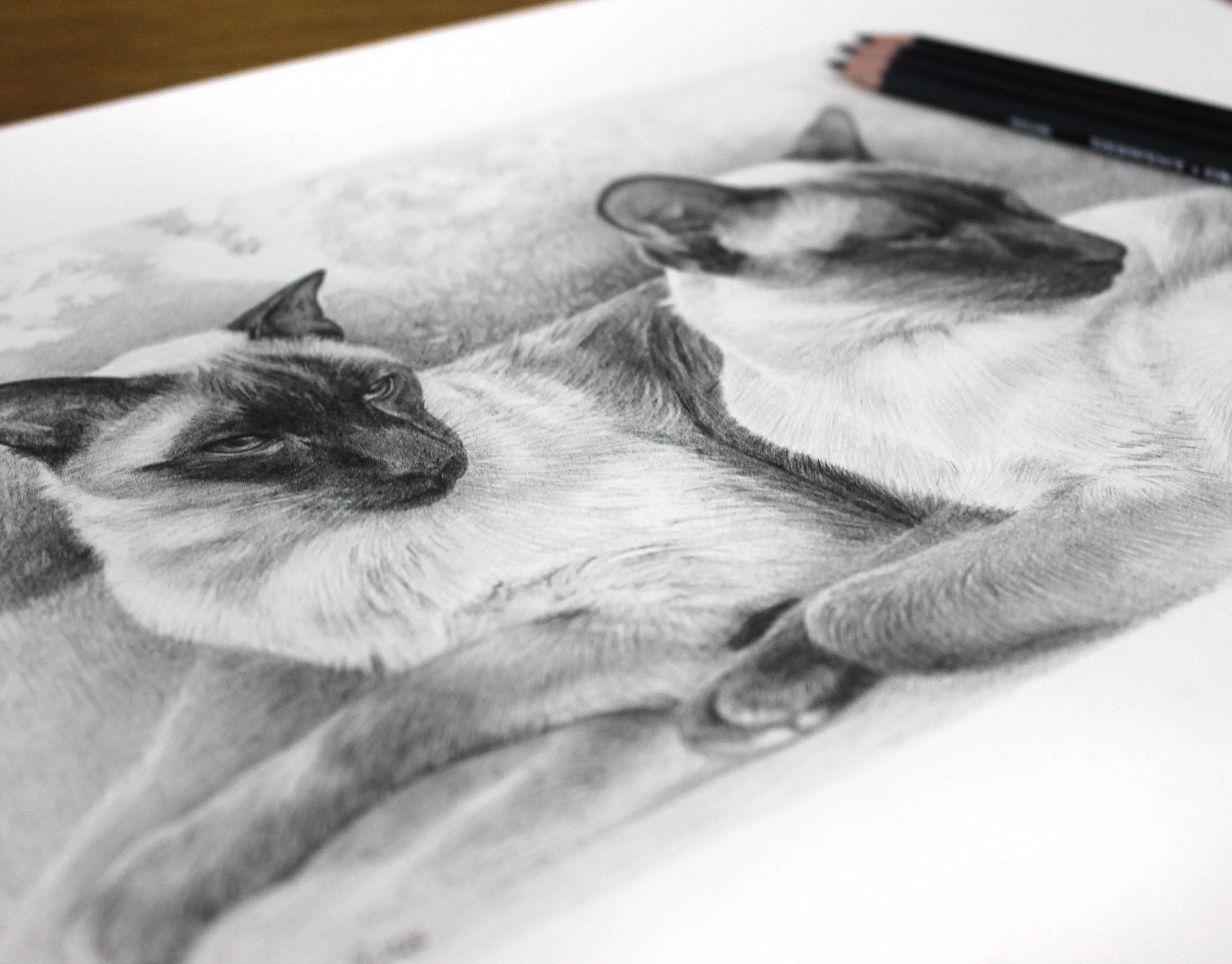 Siamese Cat Portrait in Pencil by Melanie Phillips – Commission a Double Cat Drawing Detailed pencil portrait of two Siamese cats, Tai and Chi, resting together in a relaxed pose, drawn in graphite.
