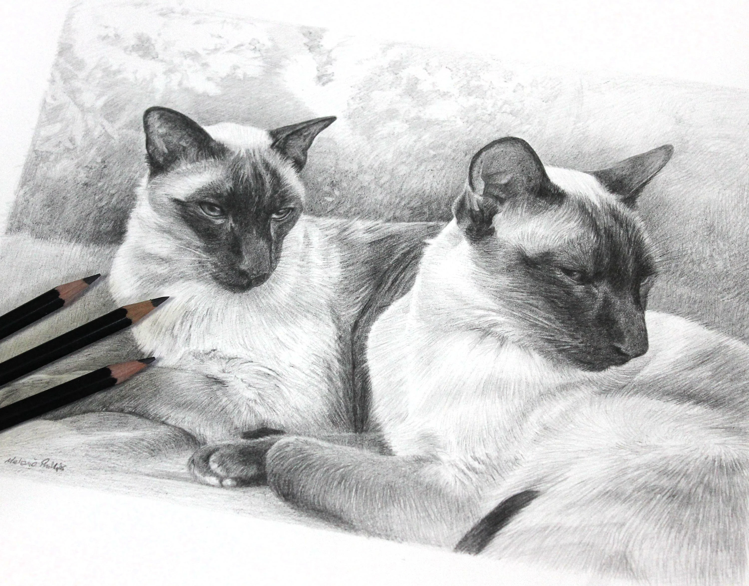 Double Siamese Cat Pencil Drawing – Custom Pet Portraits by Melanie Phillips Classic pencil portrait of two Siamese cats, Tai and Chi, relaxing together on a soft cushion, showcasing their elegant forms.