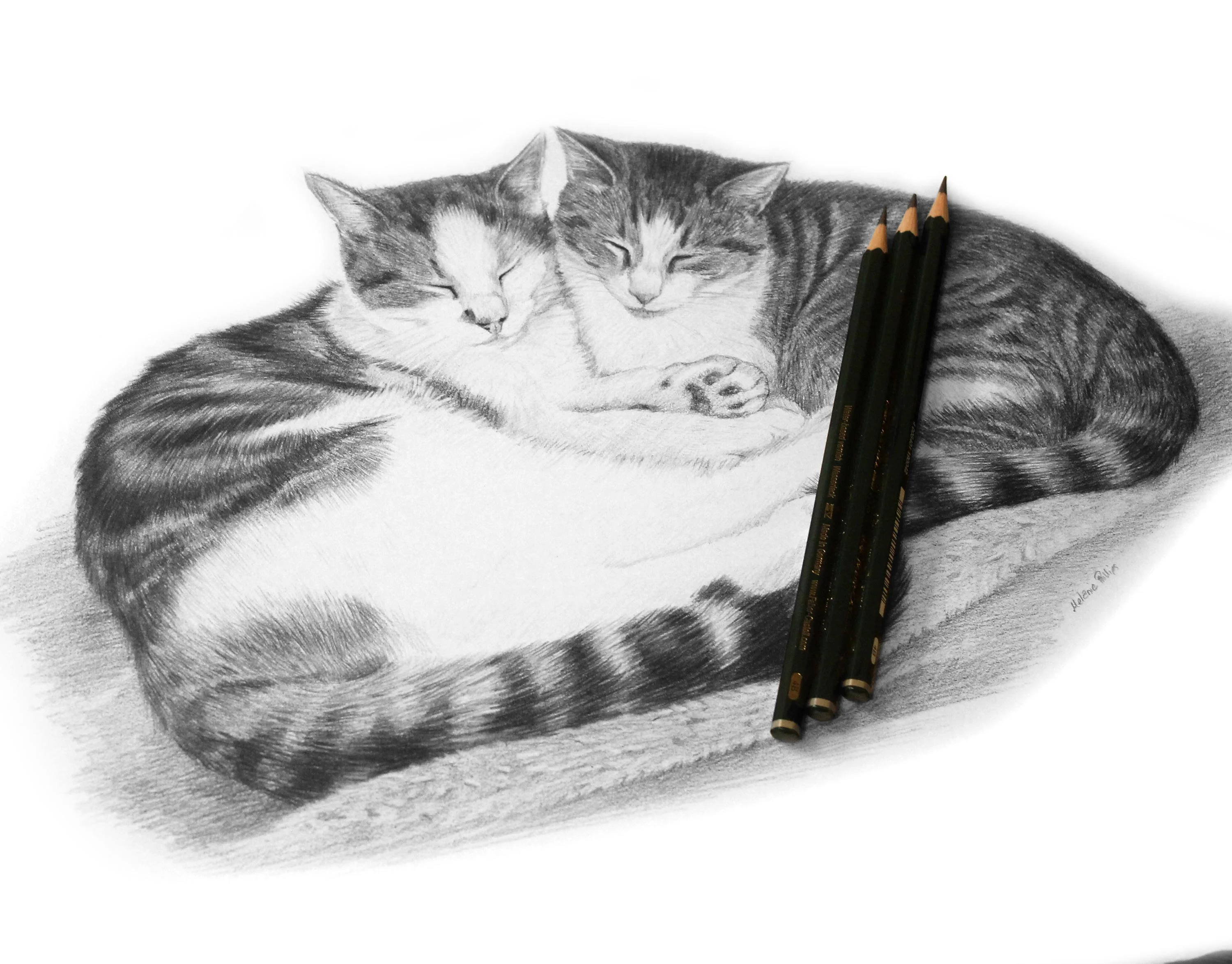 Cat Pencil Portrait by Melanie Phillips – Custom Pet Drawing in Graphite A realistic pencil drawing by Melanie Phillips, featuring two cats, Apache and Lynx, capturing their individual personalities.