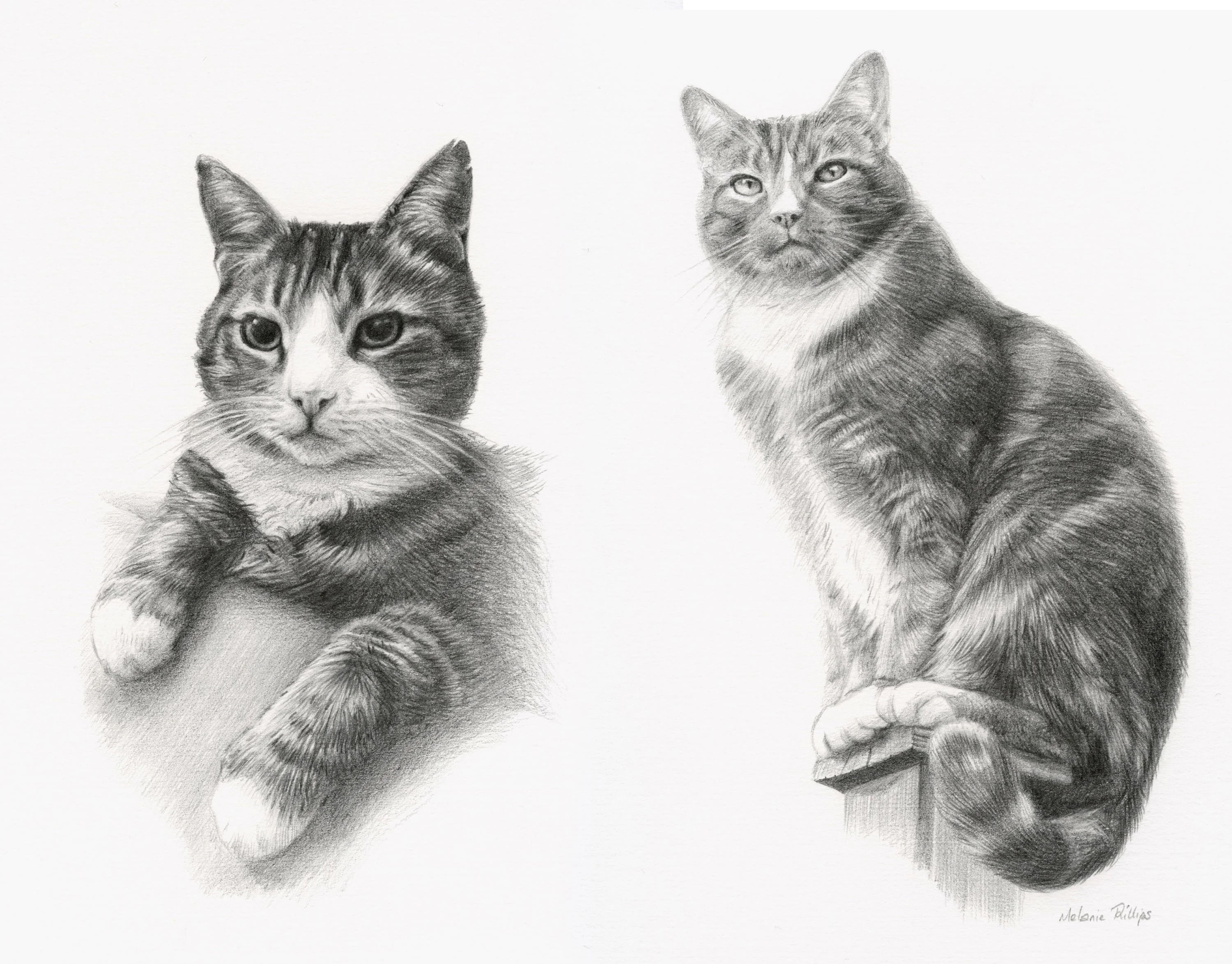 Two Cat Pencil Portraits by Melanie Phillips – Custom Hand-Drawn Pet Artwork A beautiful pencil drawing of two cats side by side, Rufus and Floyd, created by Melanie Phillips, capturing their unique bond.