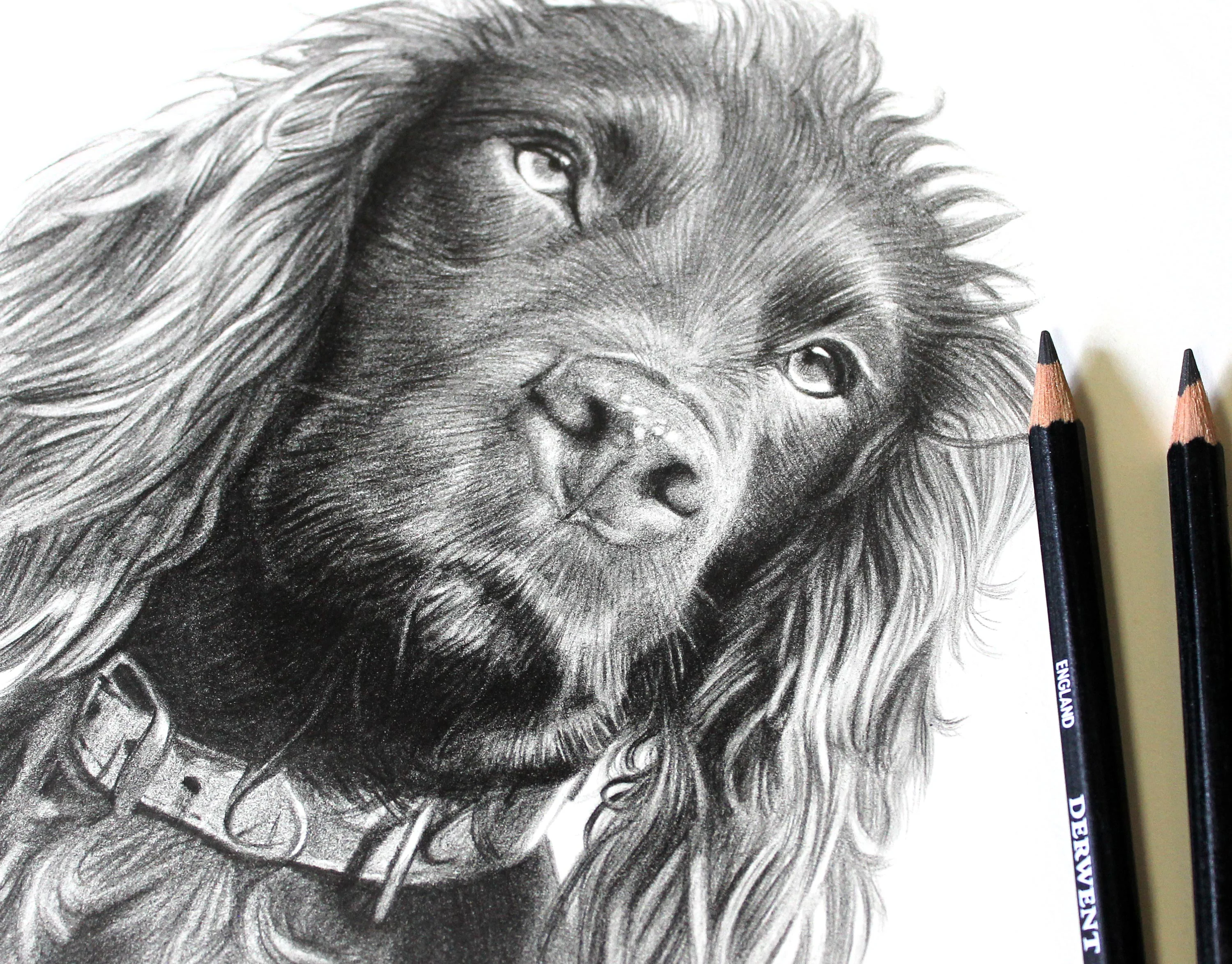 Cocker Spaniel Portrait in Pencil by Melanie Phillips – Custom Pet Drawing Cocker Spaniel pencil portrait of Moo, displaying realistic detail and accompanied by Derwent Graphic pencils by Melanie Phillips.
