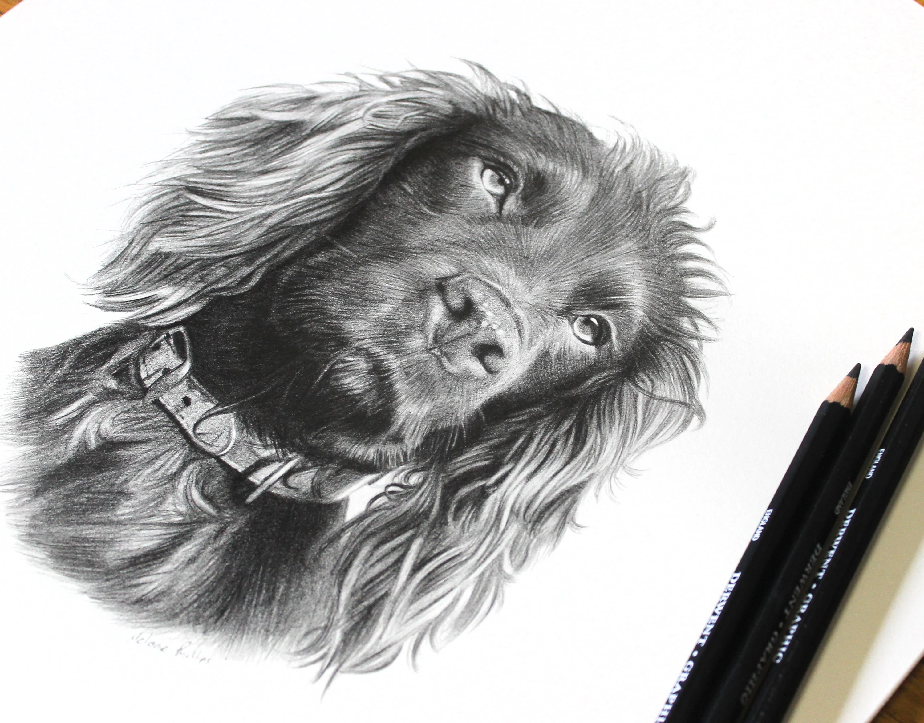 Classic Cocker Spaniel Pencil Portrait by Melanie Phillips – Custom Dog Drawing Close-up pencil drawing of a Cocker Spaniel, Moo, with Derwent pencils resting beside the artwork, highlighting the intricate details.