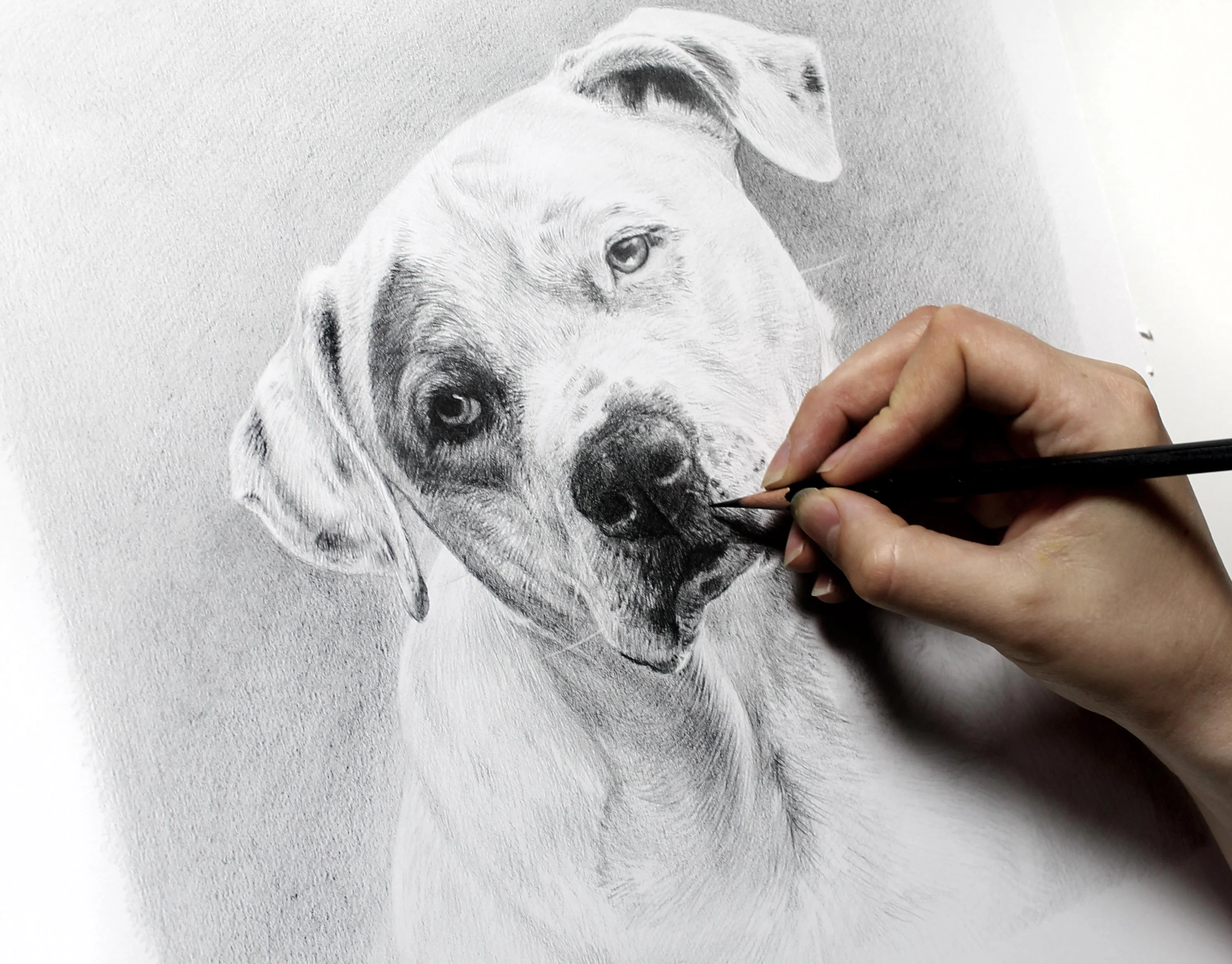 Drawing a Bulldog Portrait in Pencil by Melanie Phillips – Custom Pet Artwork Pencil drawing in progress of a white bulldog, Kilo, with soulful eyes, showing the artist sketching the nose in graphite.
