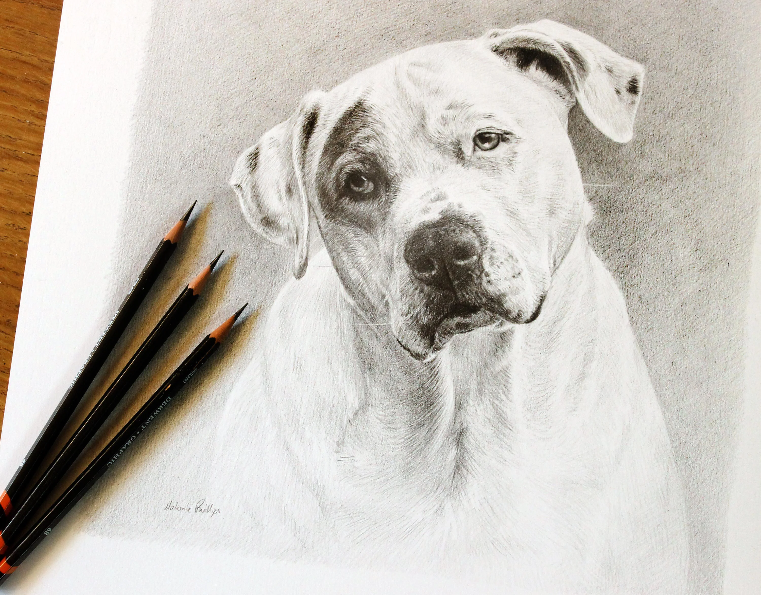Bulldog Pet Portrait in Graphite by Melanie Phillips – Pencil Dog Drawing Realistic graphite pencil portrait of a white bulldog, Kilo, on textured paper, with three sharp Derwent pencils resting nearby.