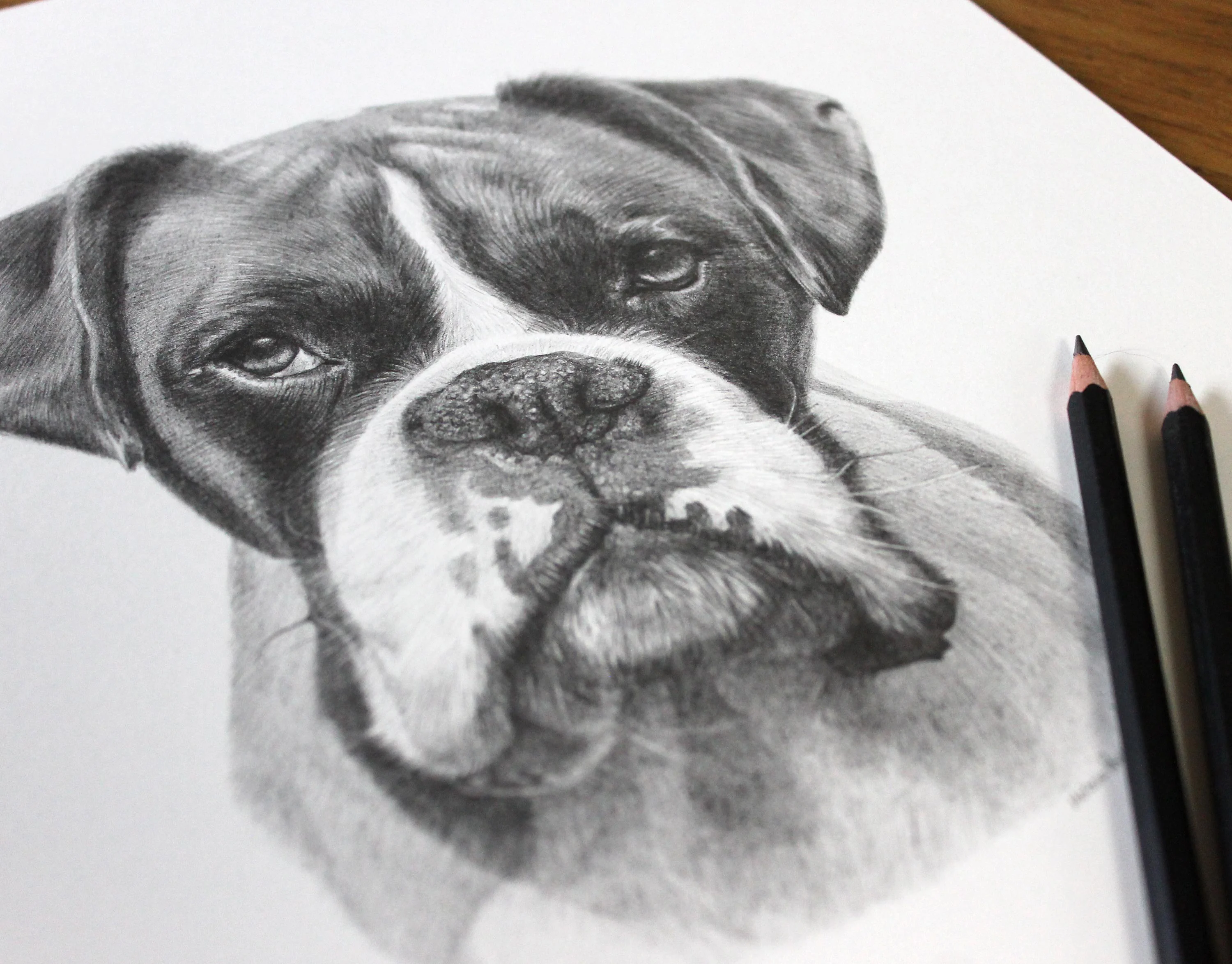 Classic Boxer Pet Portrait in Pencil by Melanie Phillips Realistic pencil drawing of a Boxer dog, capturing its expressive face and black and white markings.