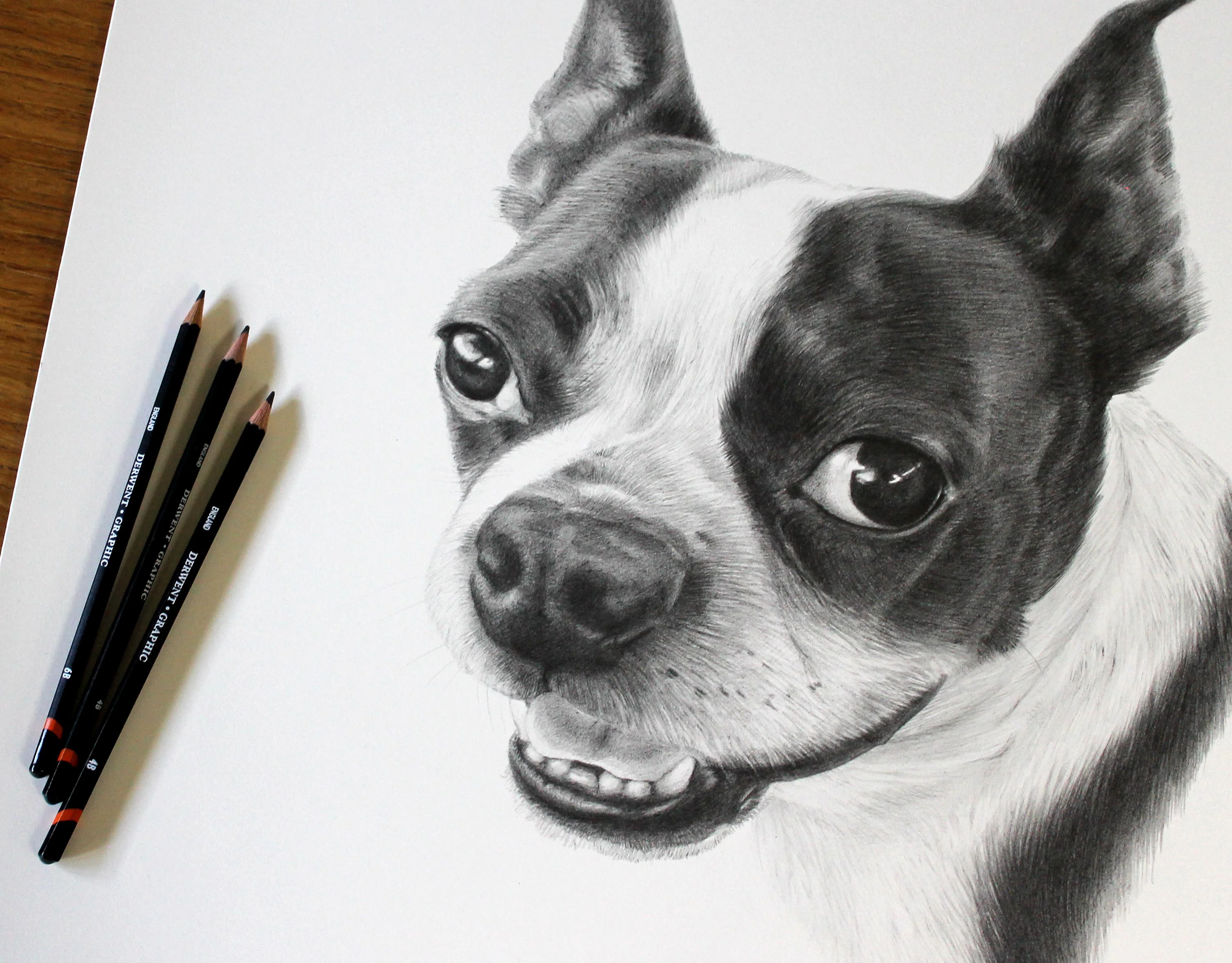 Boston Terrier Pencil Portrait by Melanie Phillips – Custom Dog Drawing A detailed graphite pencil portrait of a Boston Terrier, Aspen, showcasing fine fur texture and alert expression.