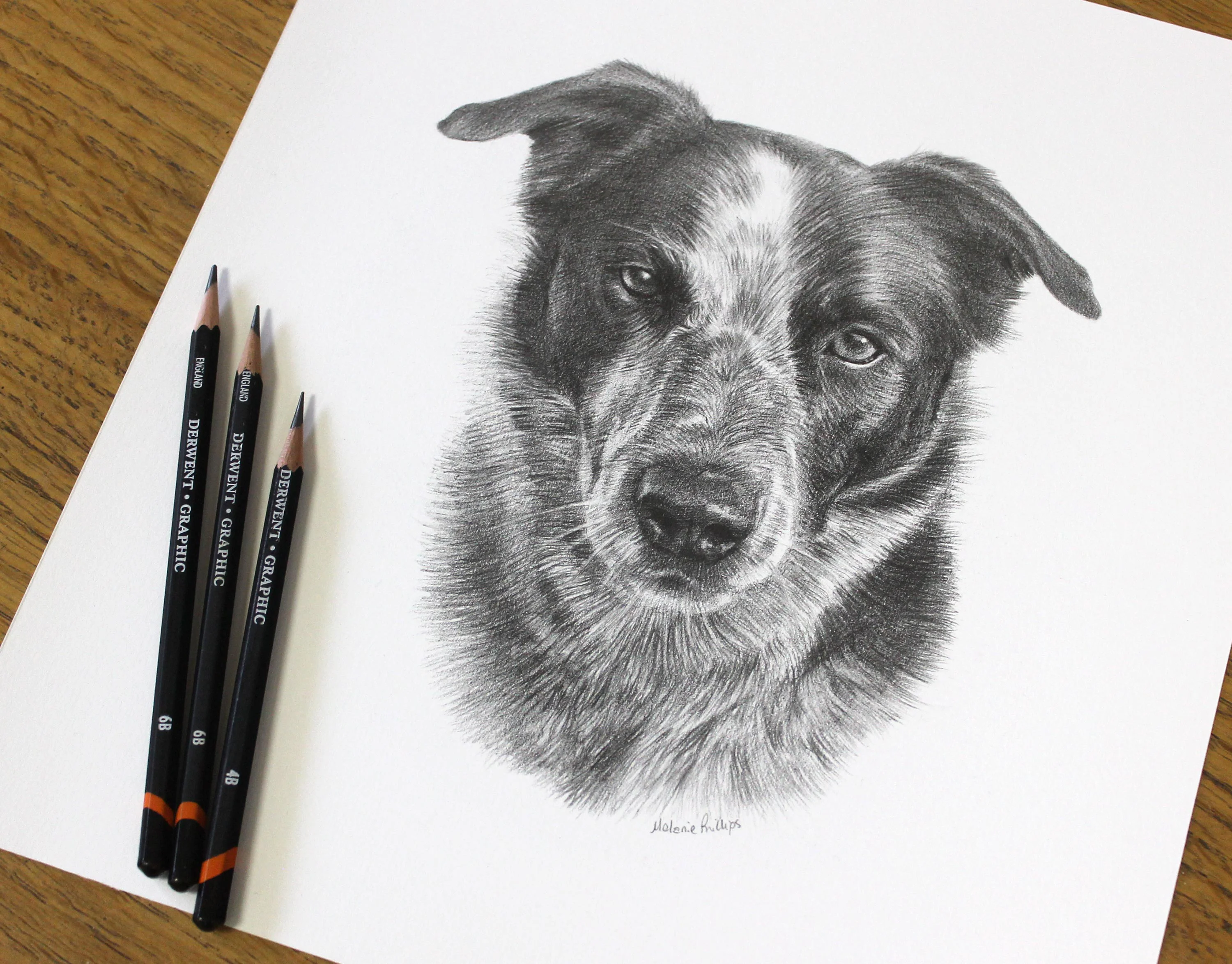 Border Collie Pencil Portrait by Melanie Phillips – Graphite Dog Drawing on Archival Paper A detailed pencil drawing of Banjo, a Border Collie Cross, with visible Derwent Graphic Pencils beside the portrait, highlighting the artistry.